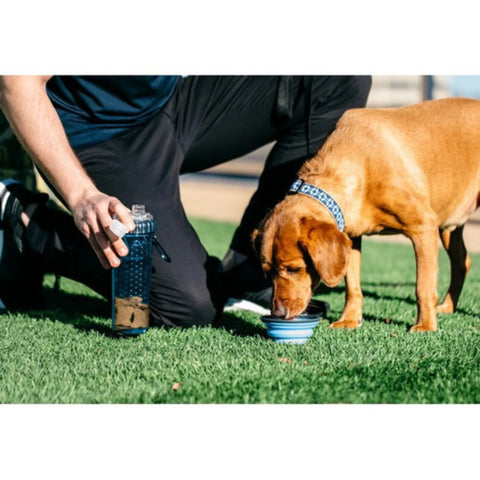 Image of a dog using DEXAS Snack-Duo Pet Travel Cup and Bowl - Pets Villa. 