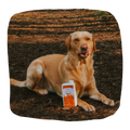 Image of a dog with EDEN Nordic Lamb Bone Broth 500ml  - Pets Villa. 