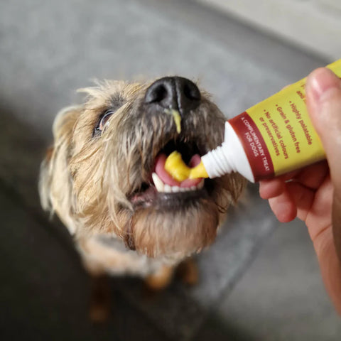 Product image of JR Cheese Paste for Dogs 75g - Pets Villa. 