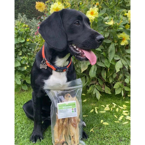 Image of a dog with a pack of JR Natural Rabbit Ears 100g - Pets Villa. 