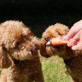 Product image of JR Poultry Meat Paste for Dogs 75g - Pets Villa. 