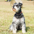 LONG PAWS Comfort Collar - product image. This is a product of Pets Villa.
