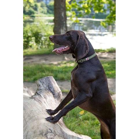 LONG PAWS Comfort Collar - product image. This is a product of Pets Villa.