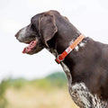 LONG PAWS Comfort Collar - product image. This is a product of Pets Villa.