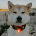 Image dog a dog wearing ORBIC Dog Dual Safety Light - Pets Villa.