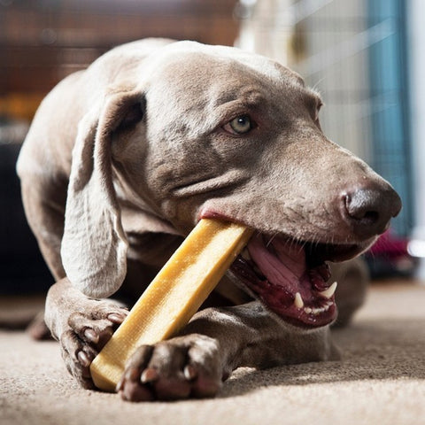 Image of dog with PETELLO Banana Yak Cheese Dog Chew 1pc - Pets Villa. 