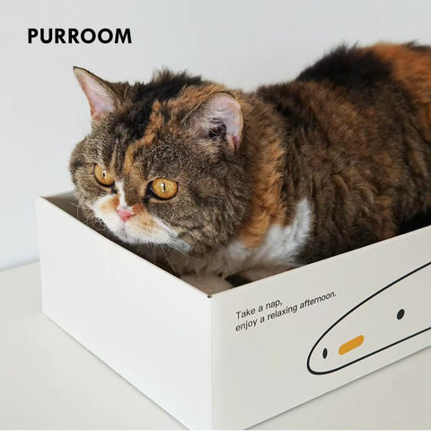 Image of a cat in PURROOM Little Chick Long Cardboard Cat Scratcher Box - Pets Villa. 