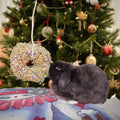 Rabbit eating ROSEWOOD Naturals Winter Wreath  - Pets Villa. 