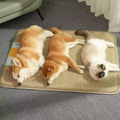 Front image of Rattan Cooling Pet Mat  - Pets Villa. 