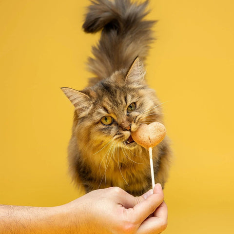 Cat using WAITA Chicken Freeze Dried Lollipop 5x4g - Pets Villa. 