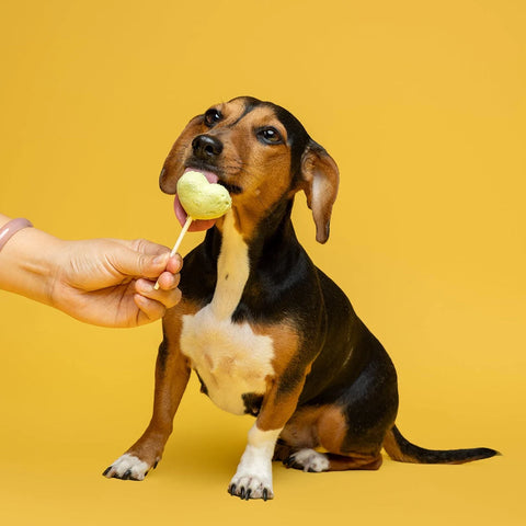 Image of a dog having a WAITA Duck Freeze Dried Lollipop 5x4g - Pets Villa. 
