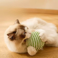Image of a cat playing with White and Green Sisal Rattle Cat Ball 10cm - Pets Villa. 