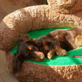 Product image of ZEZE Christmas Bear Sofa Bed - Pets Villa.