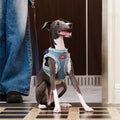 Large size of ZEZE Denim Pet Harness and Lead on dog - Pets Villa. 
