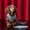 Model image of ZEZE Denim Pet Harness and Lead - Pets Villa. 