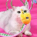 Close up image of ZEZE Funny Spring Tunnel Toy - Pets Villa. 