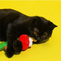Front image of ZEZE Worm Cat Wand - Pets Villa. 