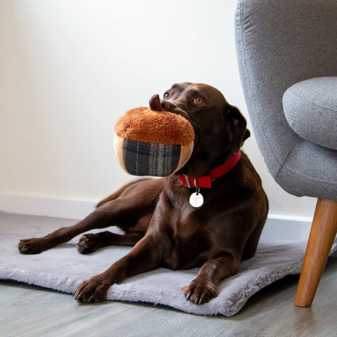 ANCOL Annie the Acorn Dog Toy – Firm, Cuddly & Eco-Friendly, 17cm