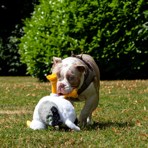 ANCOL Made From Seagull Dog Toy – Eco-Friendly, Recycled & Squeaky Fun