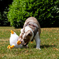 ANCOL Made From Seagull Plush Dog Toy – Sustainable, Soft & Squeaky