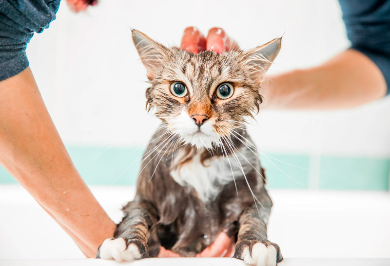 Cat Grooming - Pets Villa