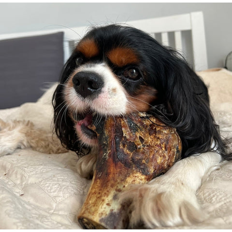 JR Ostrich Knuckle Bone