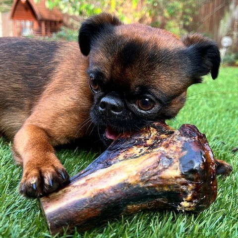 JR Ostrich Knuckle Bone