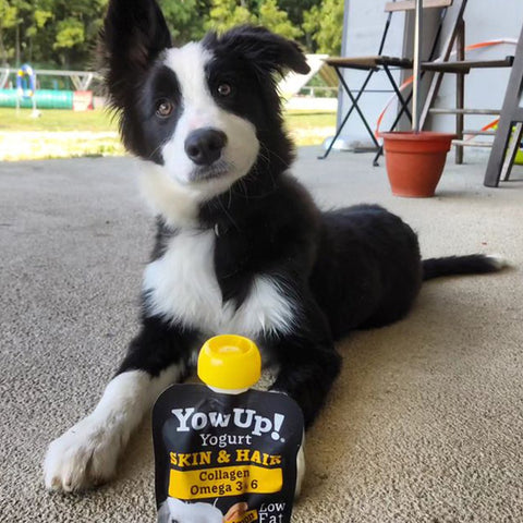 YOWUP! Dog Yogurt Skin and Hair with Collagen 115g - Pets Villa