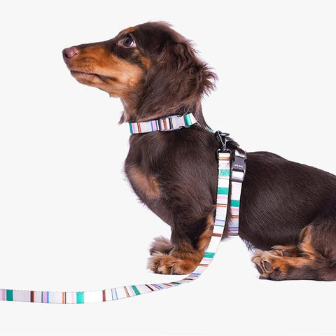 ZEZE French Pet Harness and Lead - Pets Villa