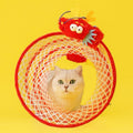 ZEZE Loong Circle Pet Toy - Pets Villa