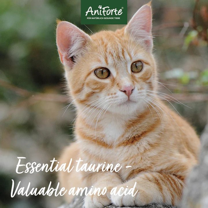 Essential amino acids for cats outlet
