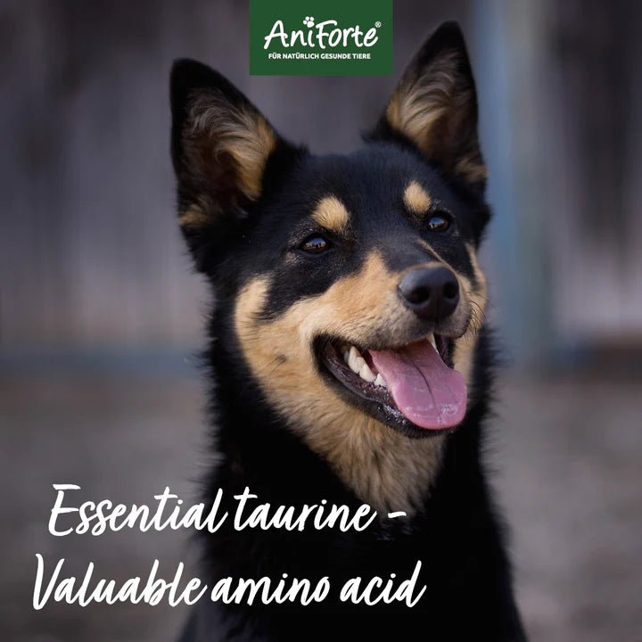 ANIFORTE Taurine Powder for Dogs - 100g - Amino Acid Supplement - Pets Villa