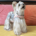 ARKIKA Luxury Leash & Harness with Diamond - Pets Villa