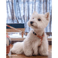 ARKIKA Pearl Harness & Lead - Pets Villa