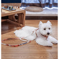 ARKIKA Pearl Harness & Lead - Pets Villa