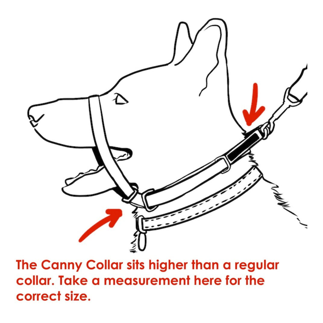 Canny collar outlet uk