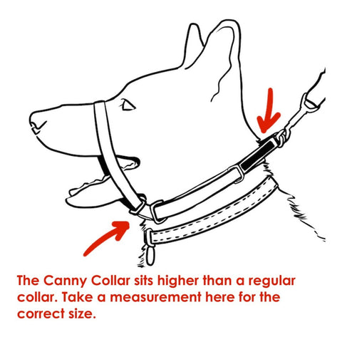 CANNY COLLAR - Stop Pulling - Pets Villa