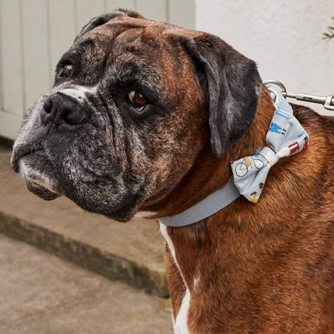 CATH KIDSTON London People Dog Collar Large - Pets Villa