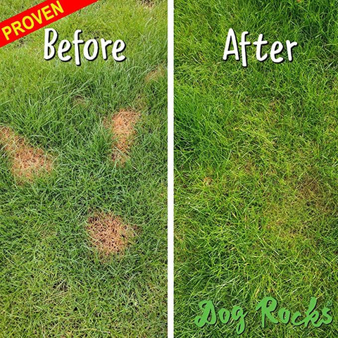 Dog Rocks Lawn Protection - Pets Villa