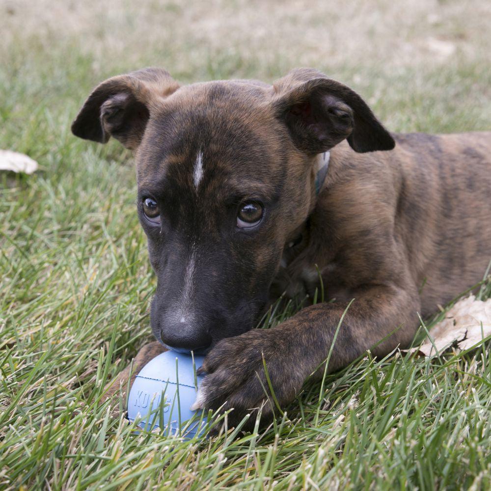 KONG Puppy Ball - Pets Villa