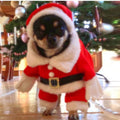 New Christmas Santa Pet Costume - Pets Villa