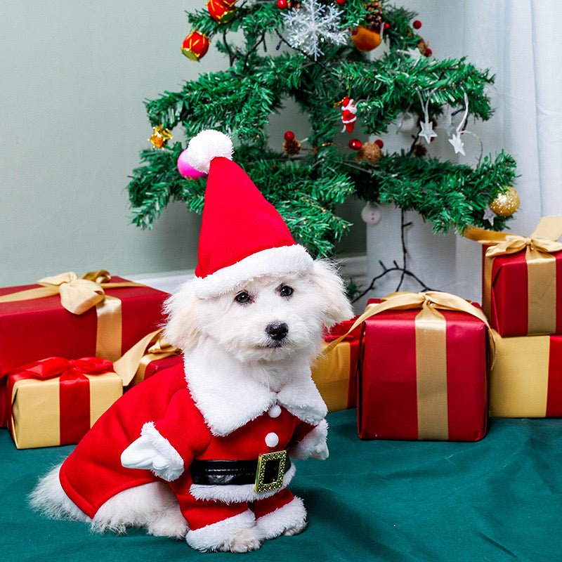 Dog shops christmas outfit