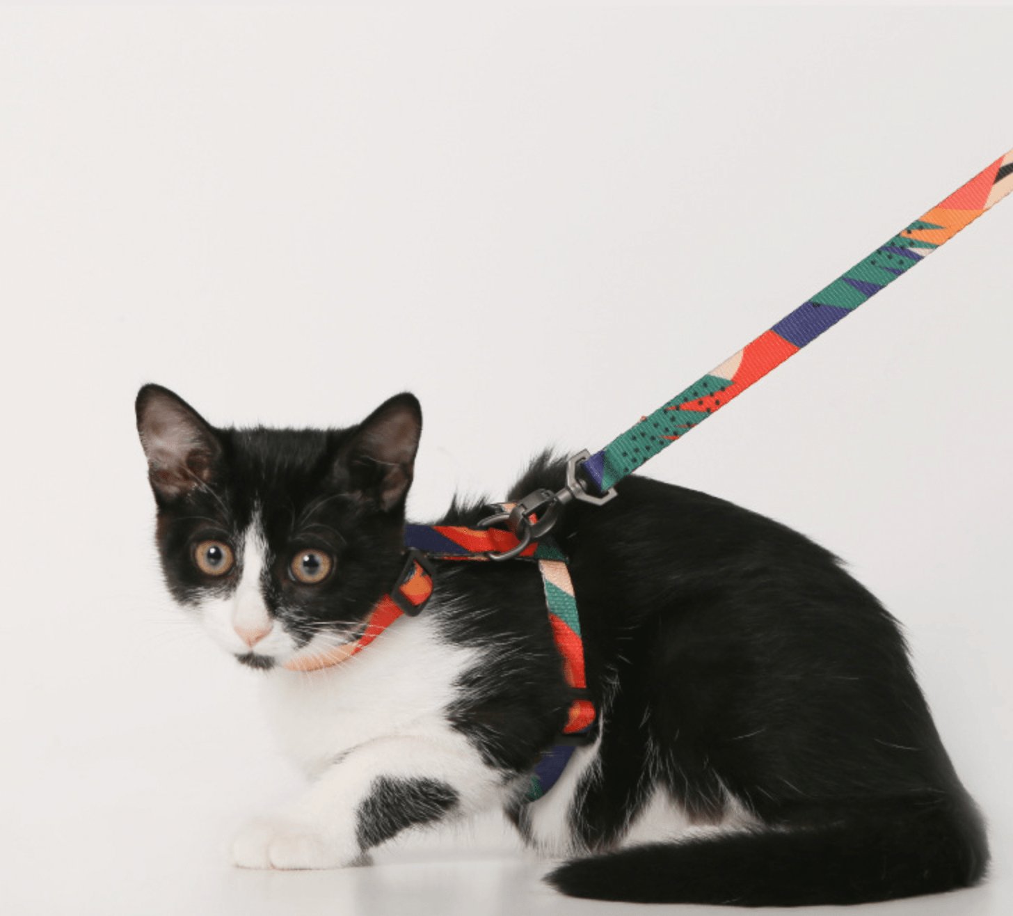 PIDAN Cat Harness Set - Pets Villa