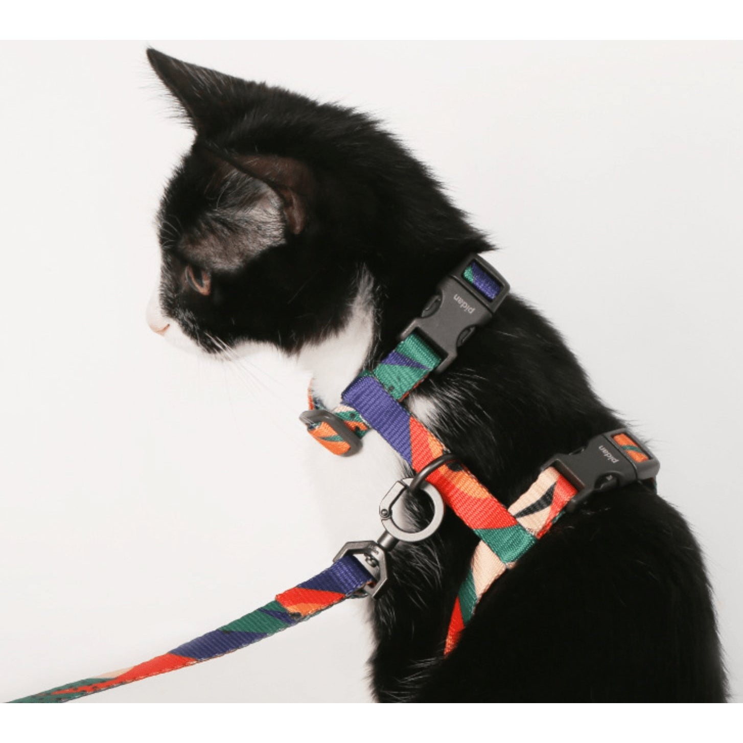 Cat harness hot sale chewy