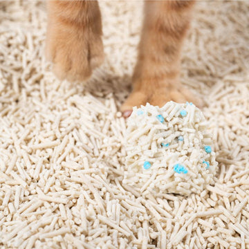 PIDAN FOBT Cat Litter - Pets Villa