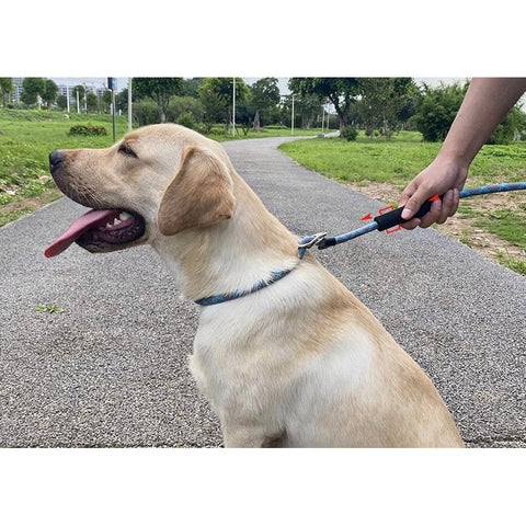 Slip Lead Dog Training - Pets Villa