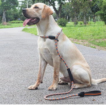 Slip Lead Dog Training