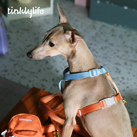 TINKLYLIFE Pet Harness - Pets Villa