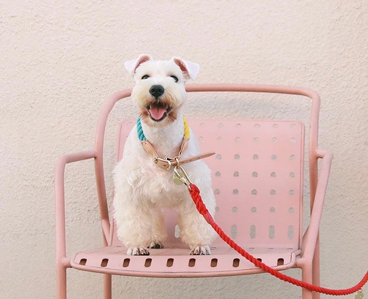 TINKLYLIFE Rope & Leather Collar - Pets Villa