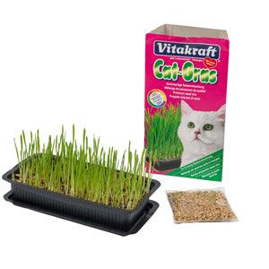 Cat Grass